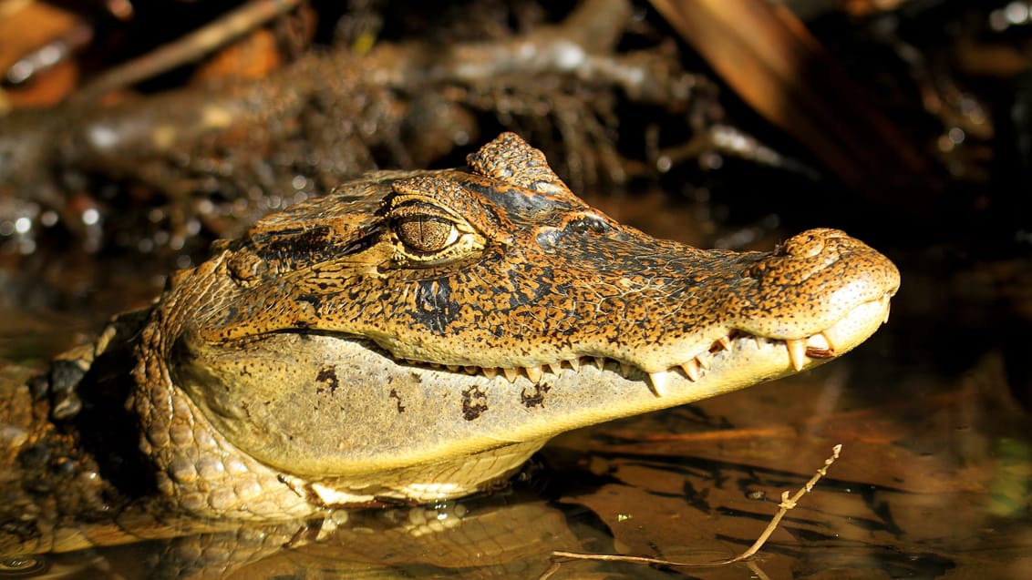 Dyreliv i Tortuguero, Costa Rica