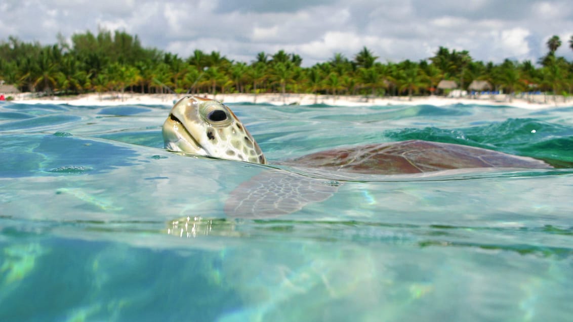Havskildpadde i Akumal, Mexico