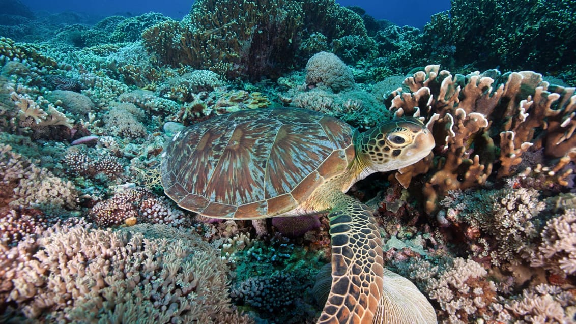 Havskildpadde på Gili T, Indonesien