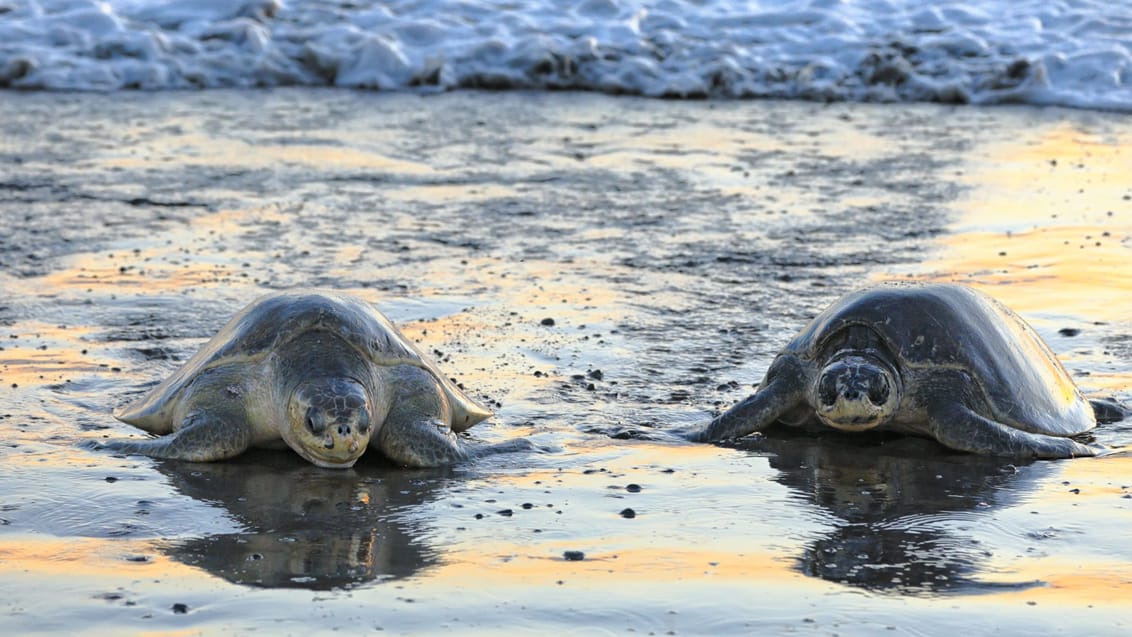 Havskildpadder på vej til at lægge æg, Costa Rica