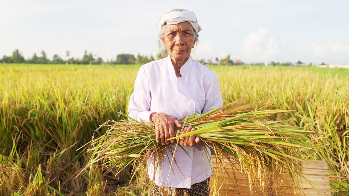 Lokal kvinde i Balis rismarker Lokal kvinde i Balis rismarker