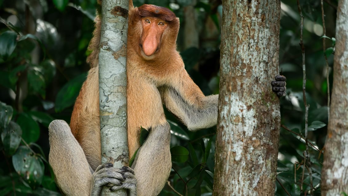 Næseabe, Tanjung Nationalpark, Borneo