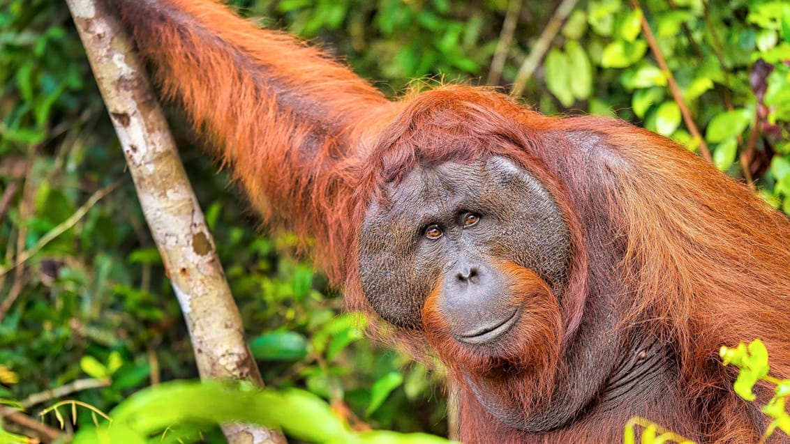 Orangutang i Tanjung Nationalpark, Borneo