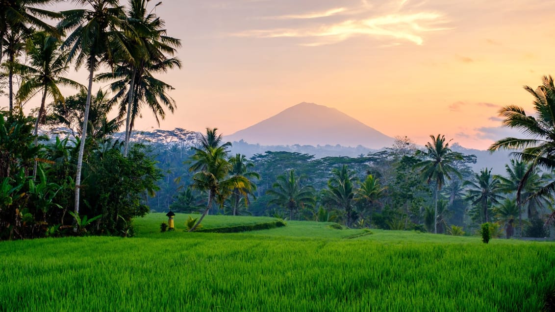 Rismarker i Ubud, Bali