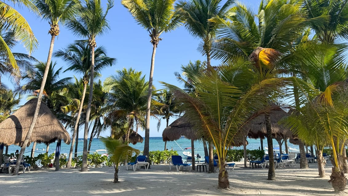 Strandliv i Akumal, Mexico