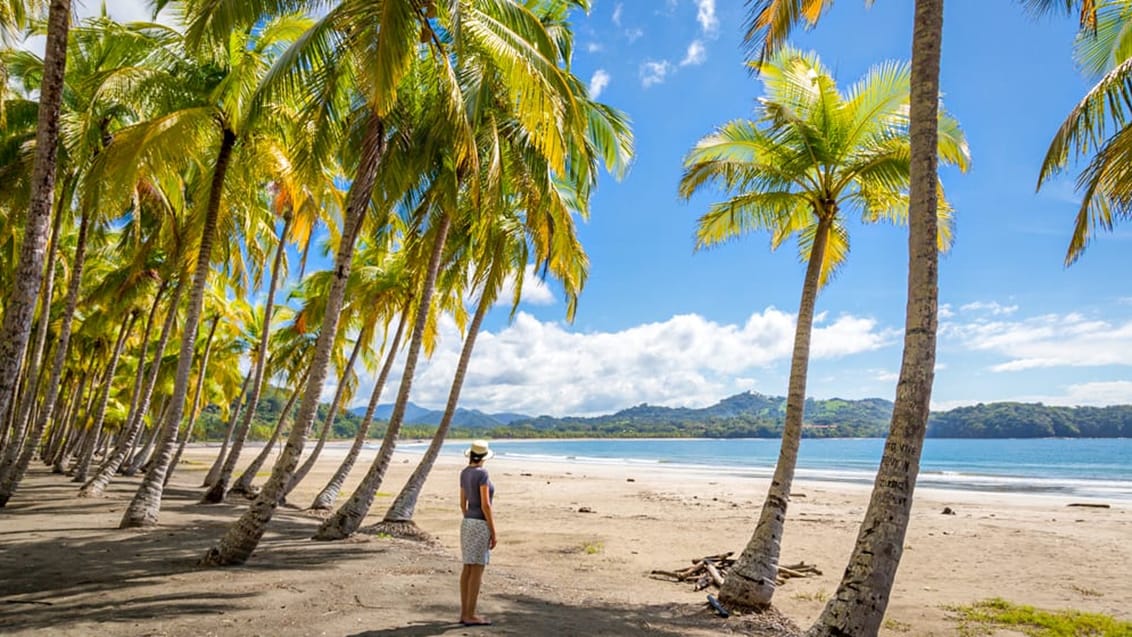 Strandliv på Nicoya-halvøen, Costa Rica