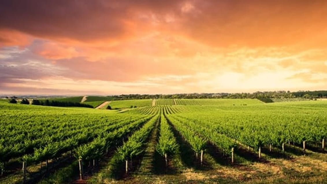 Udsigt over smukke vinmarker i Barossa Valley