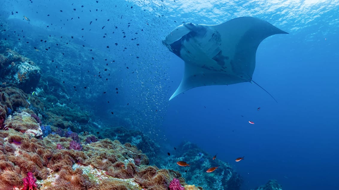 Djævlerokke, Komodo Nationalpark, Indonesien