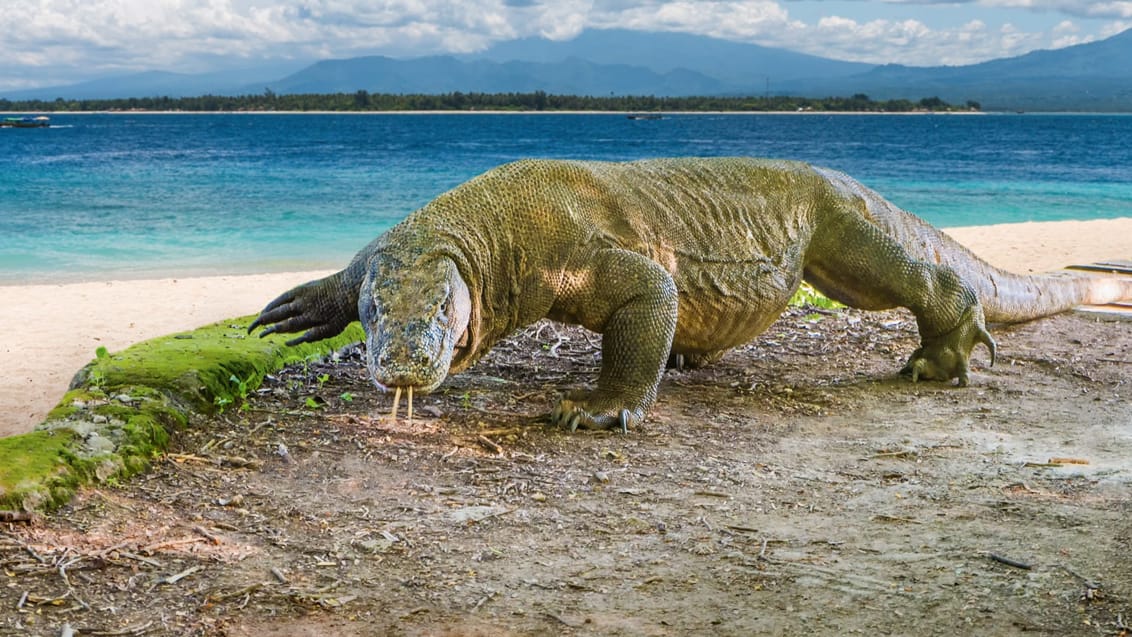 Komodovaran, Komodo Nationalpark, Indonesien