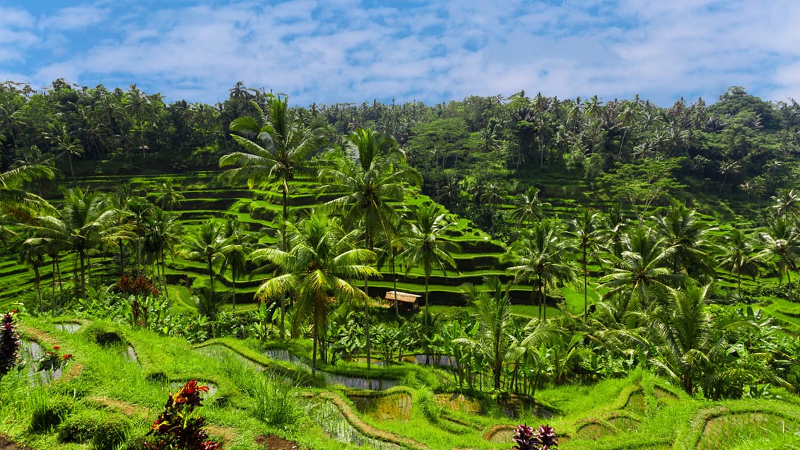Risterrasser i Ubud, Bali