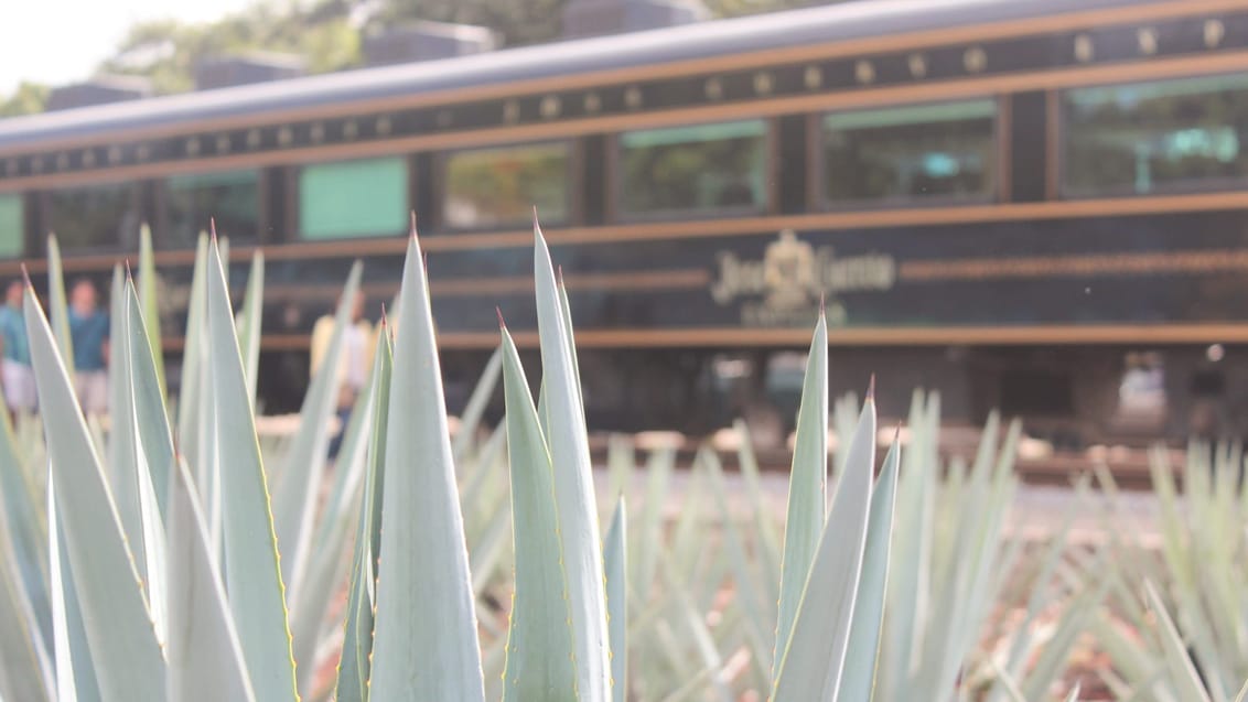 Tequila-toget, Mexico