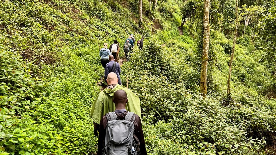 Ugandas Vilde Hjerte – Gorillaer, safari & eventyr