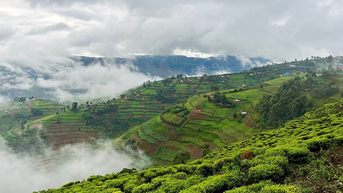 Ugandas Vilde Hjerte – Gorillaer, safari & eventyr