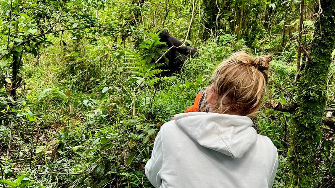 Ugandas Vilde Hjerte – Gorillaer, safari & eventyr
