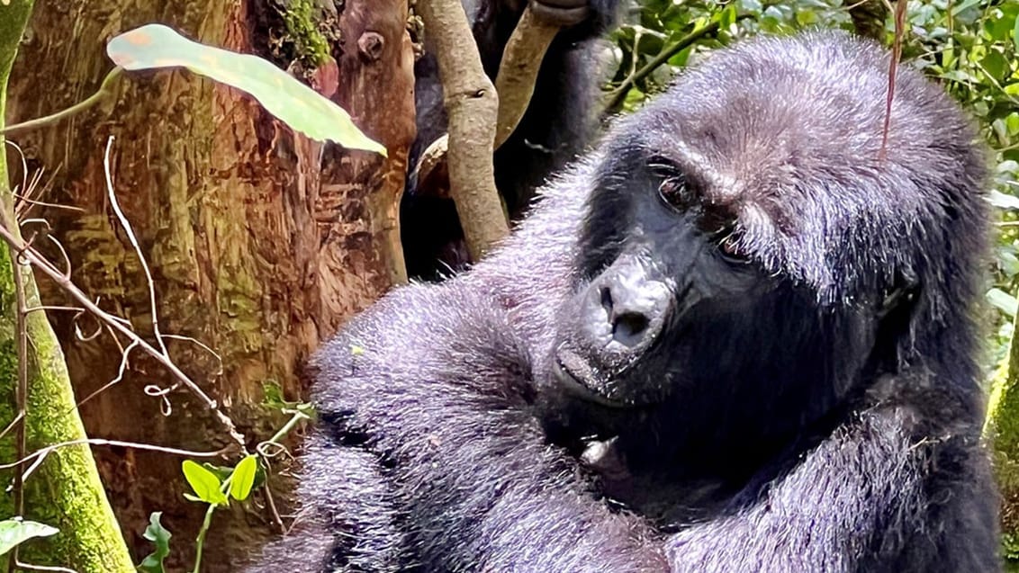 Ugandas Vilde Hjerte – Gorillaer, safari & eventyr