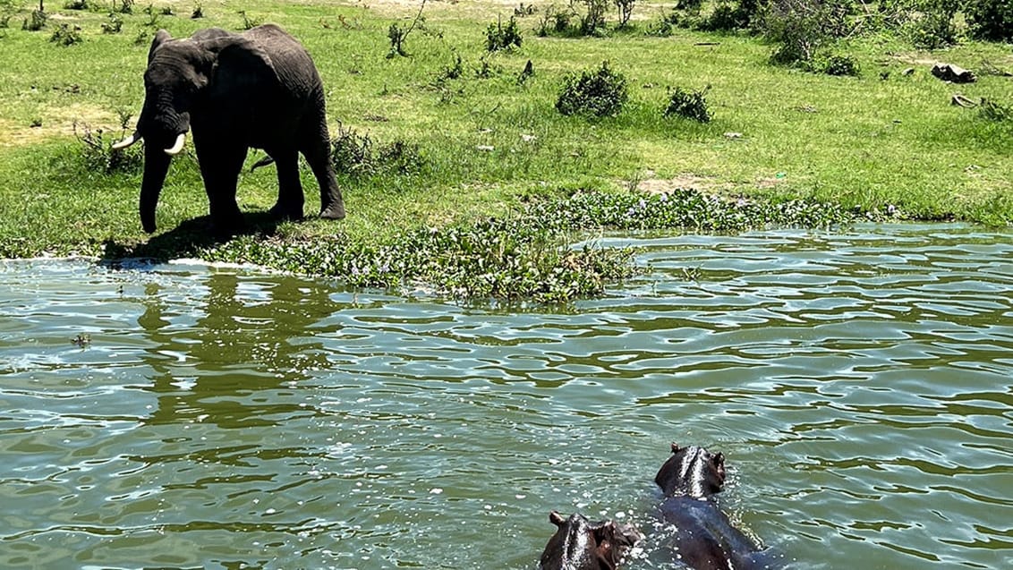 Ugandas Vilde Hjerte – Gorillaer, safari & eventyr