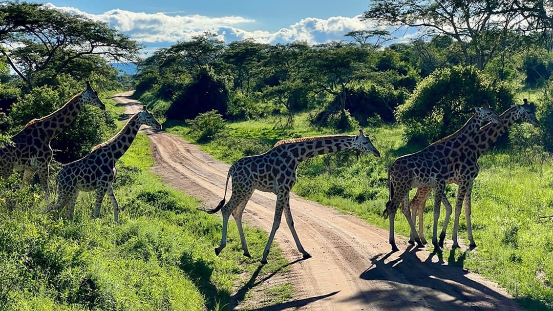 Ugandas Vilde Hjerte – Gorillaer, safari & eventyr