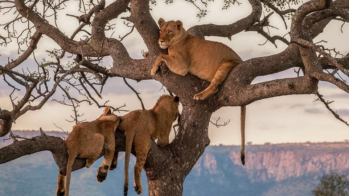 Ugandas Vilde Hjerte – Gorillaer, safari & eventyr