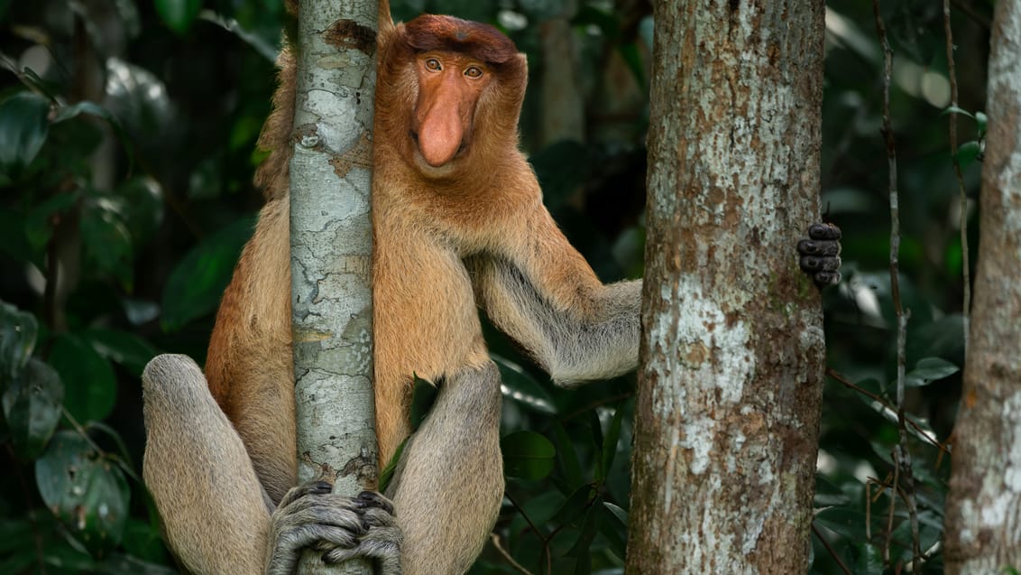 Borneo - Sukau regnskov