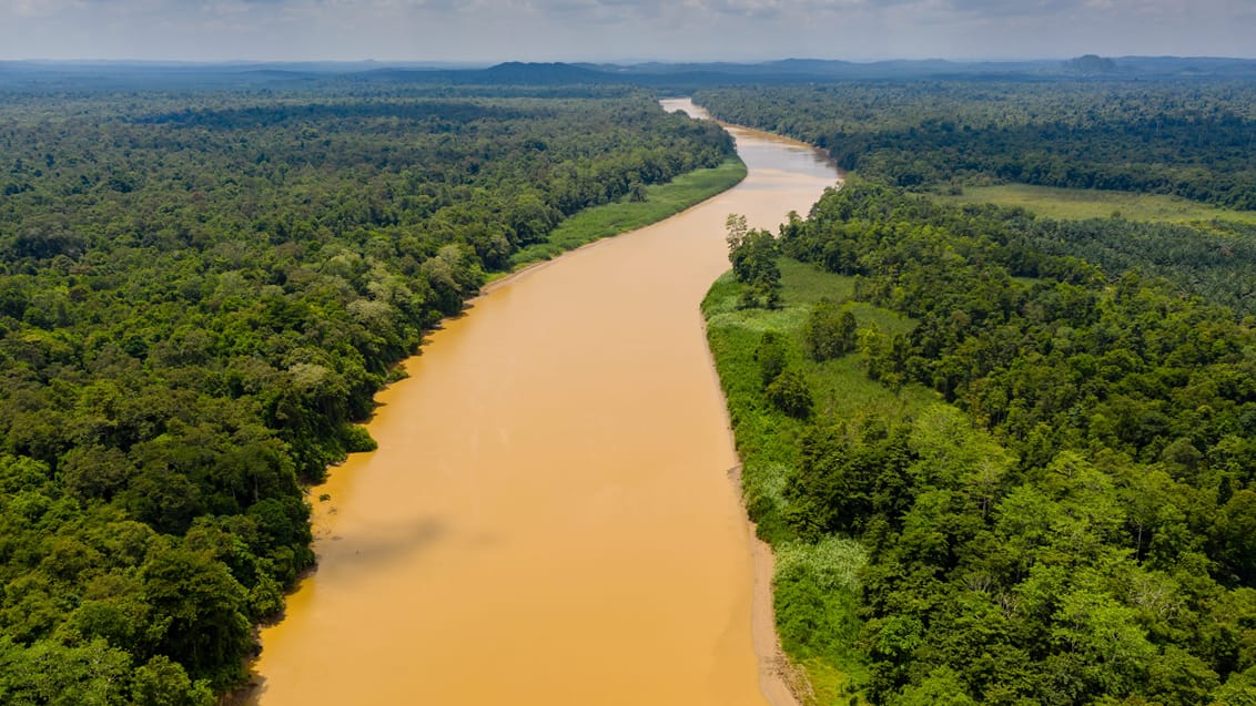 Borneo - Sukau regnskov