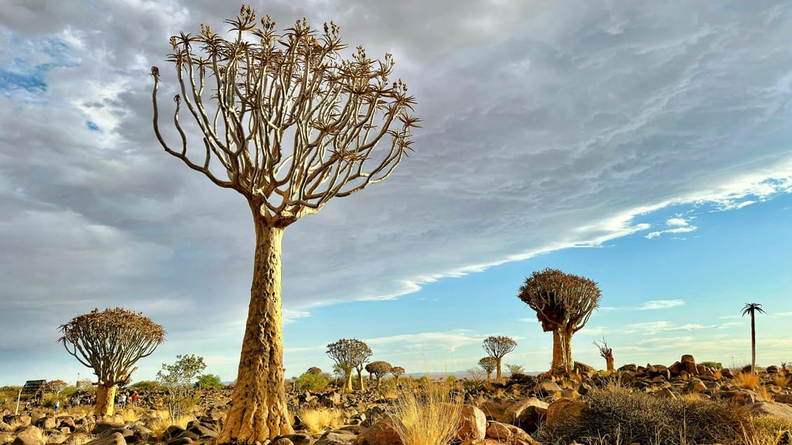Smukke og barske Damaraland i Namibia