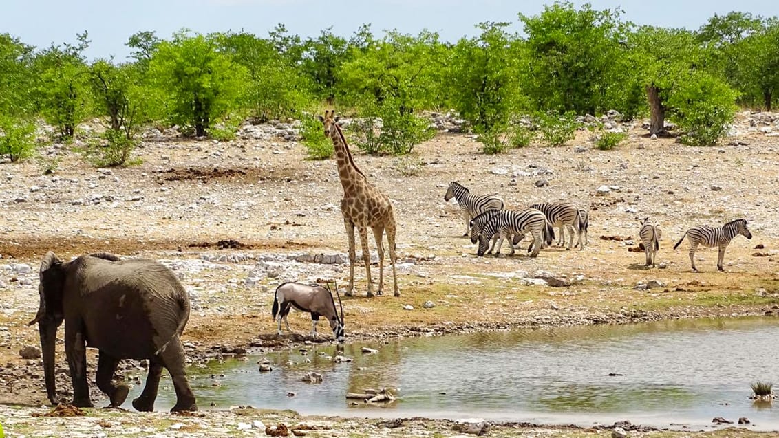 Oplev dyrelivet på safariture ind i Etosha Nationalpark