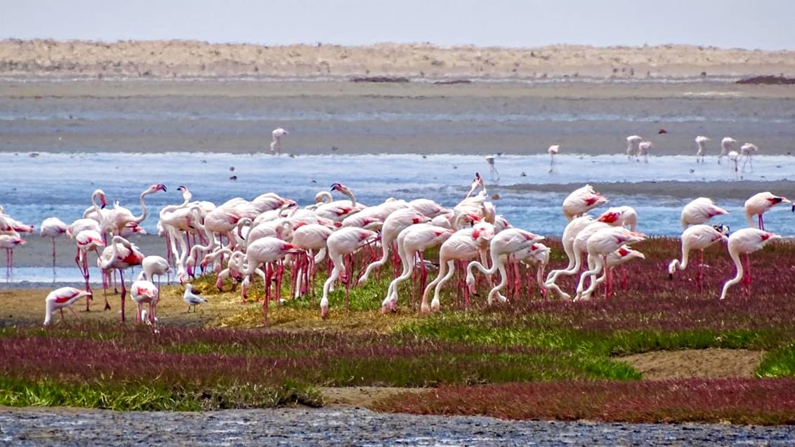 Flamingoer ved Walwis Bay i Namibia