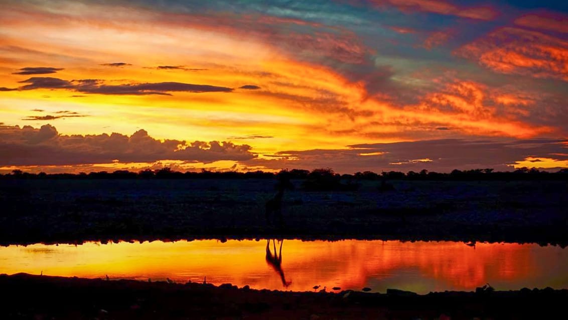 En ensom girafs refleks i vandet i Etosha Nationalpark