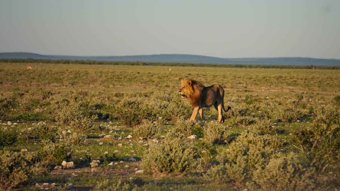 En hanløve i Etosha Nationalpark, Namibia