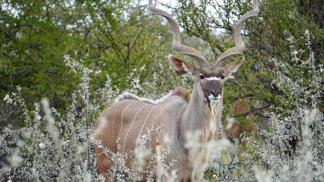 Kudu set i Etosha Nationalpark i Namibia