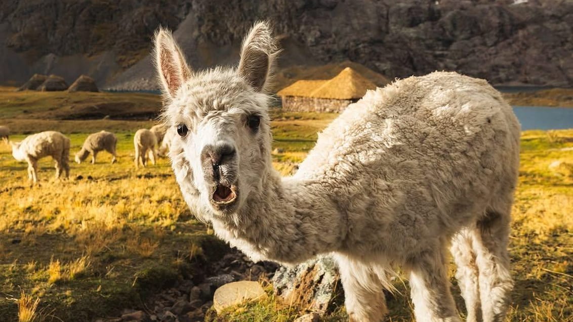 Tag med Jysk Rejsebureau på eventyr til Peru