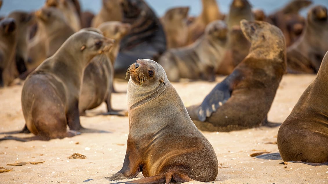 Pelssæler ved kysten i Namibia
