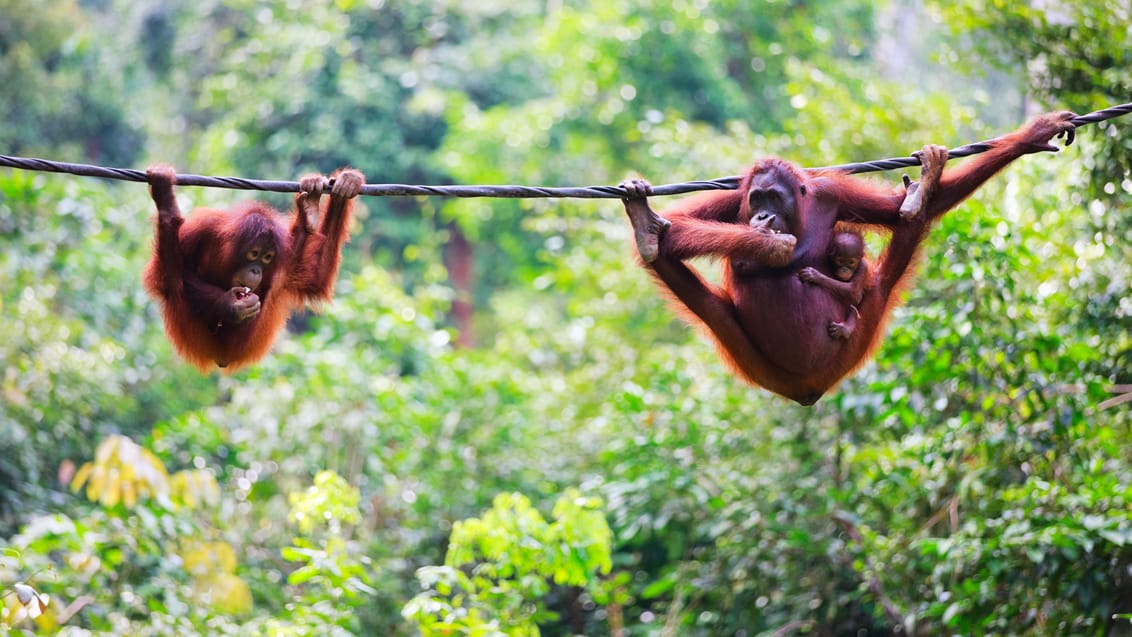Sepilok Orangutang Rehabiliteringscenter
