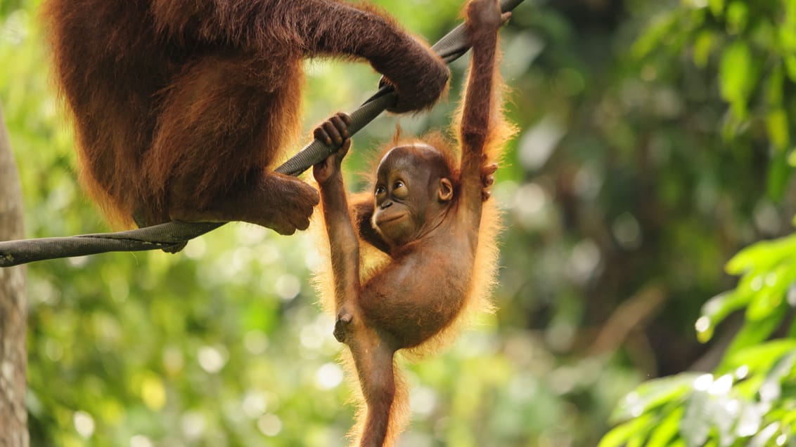 Sepilok Orangutang Rehabiliteringscenter