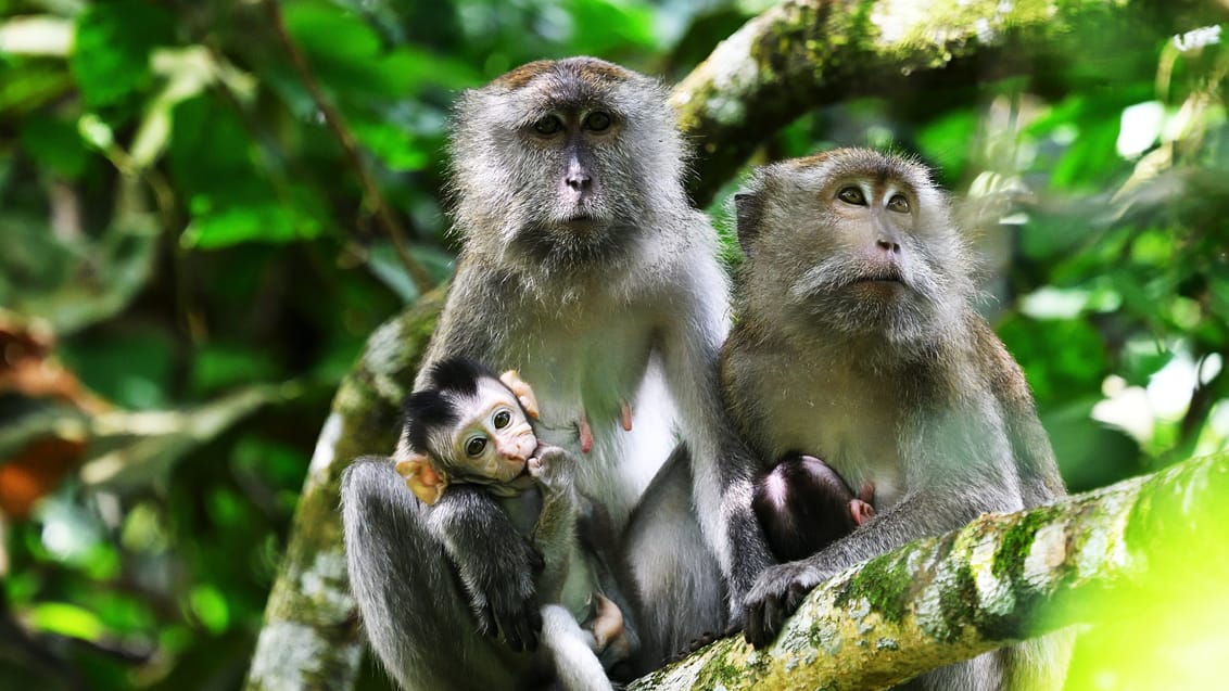 Taman Negara