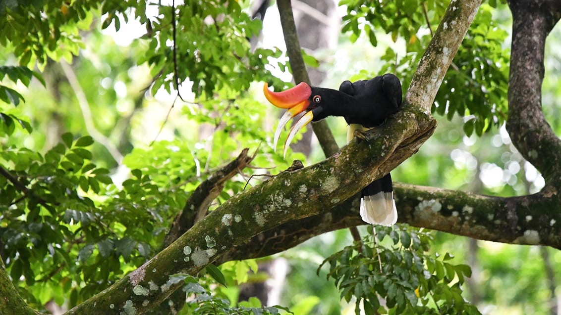 Taman Negara