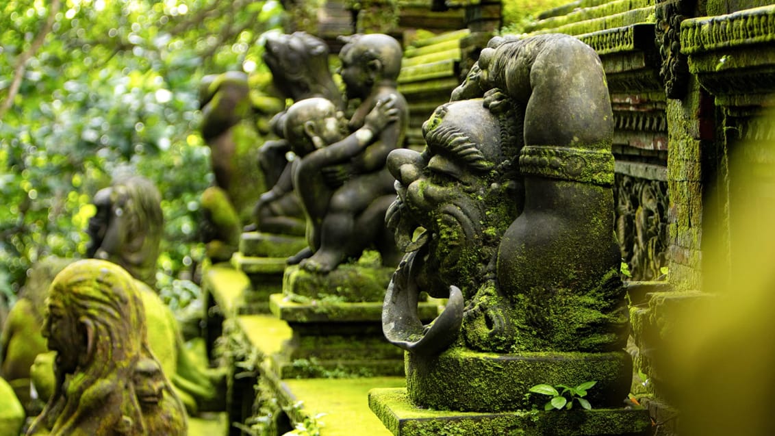 Ubud Monkey Forest, Bali, Indonesien