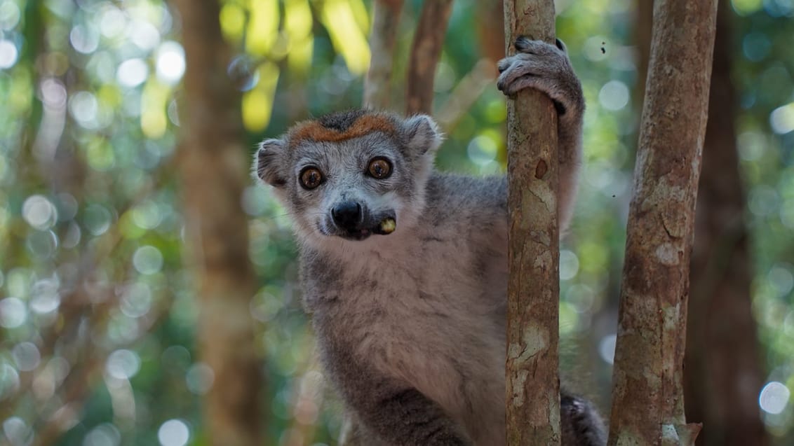 Oplev det unikke dyreliv fra Palmarium på Akanin Ny Nofy i Madagaskar