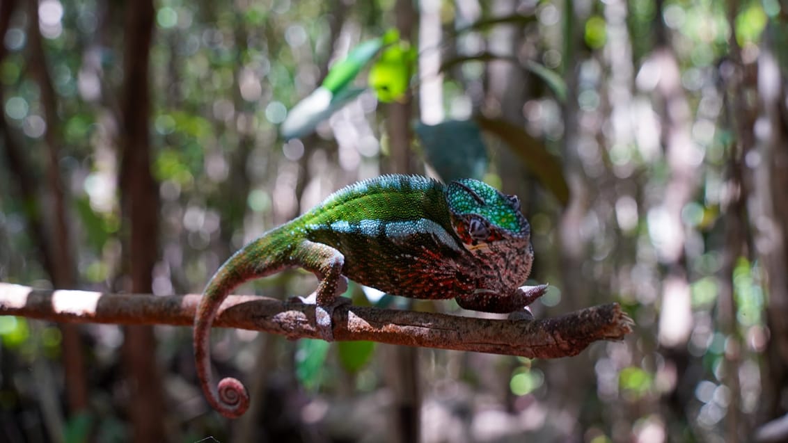 Man skal være vaks med øjnene for at få øje på nogle af de mere listige dyr i Madagaskar