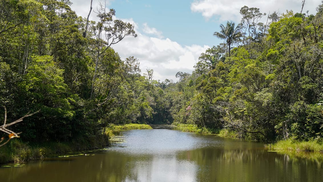 Besøg den frodige Analamazaotra Nationalpark i Madagaskar