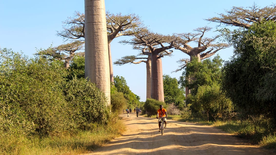 Baobab Avenue på Madagaskars vestkyst