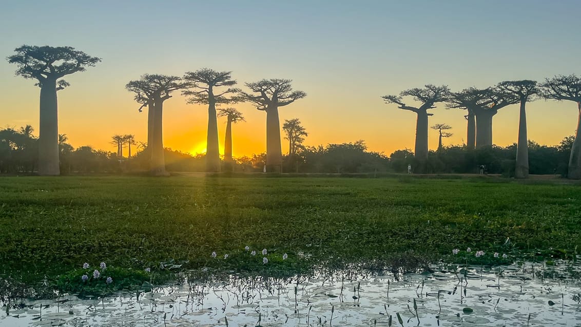 Den ikoniske solnedgang over Baobab Avenue