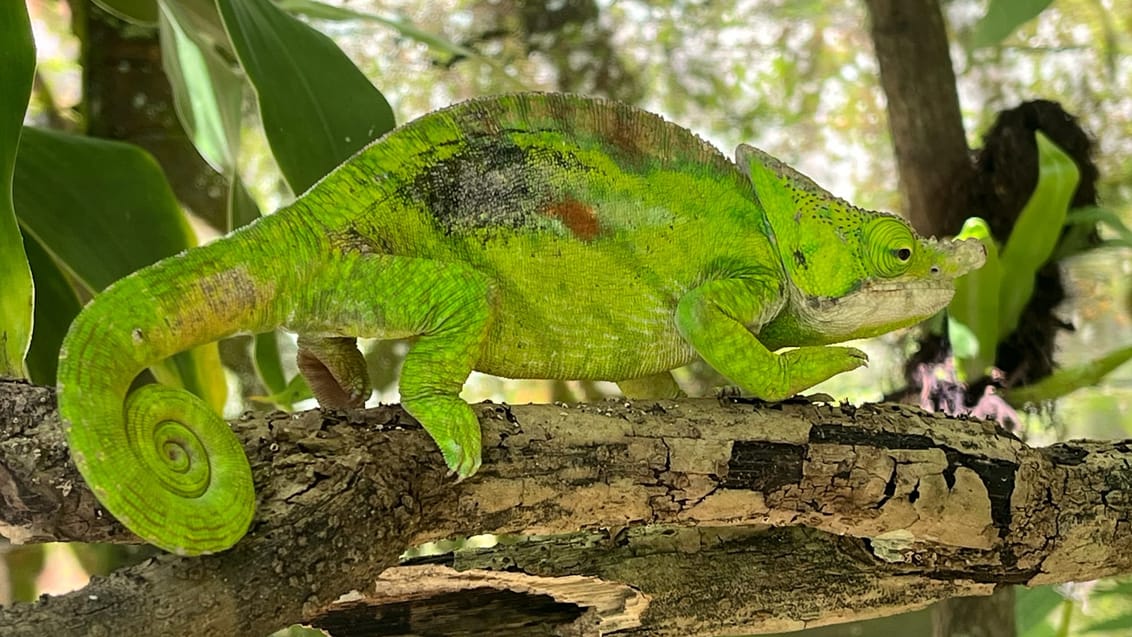 Kamæleon i Andasibe i Madagaskar