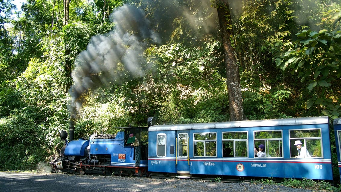 Darjeelings historiske Toy Train gennem de grønne bjergskove.