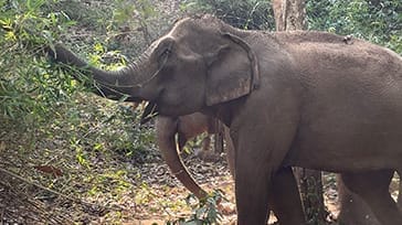 Det uspolerede Thailand