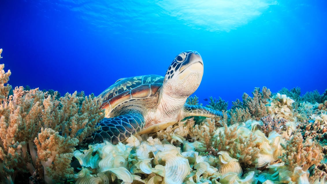 Havskildpadde, Redang Island