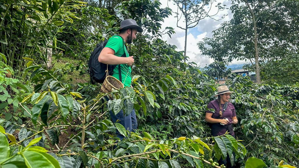 Kaffeproduktion, Salento, Colombia Kaffeproduktion, Salento, Colombia