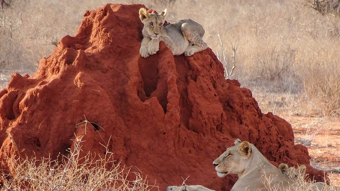 Løber i skyggen af et termitbo i Tsavo, Kenya