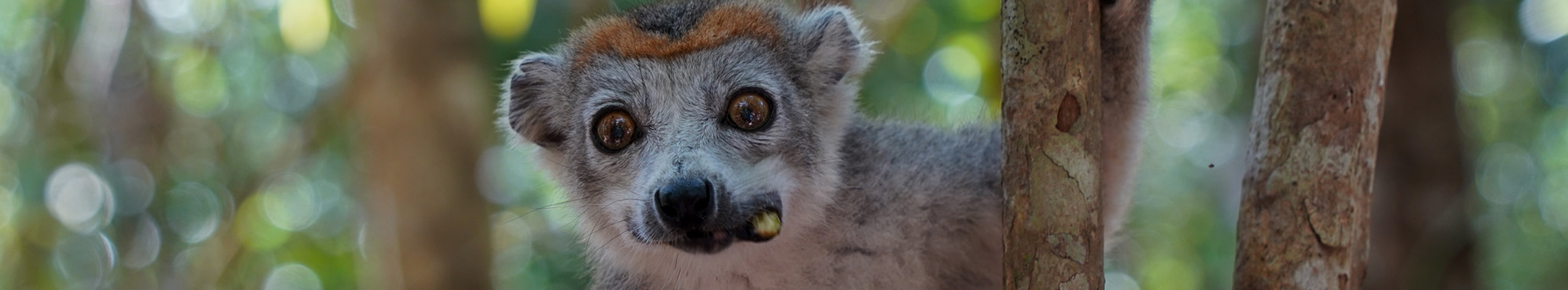 Rejser til Madagaskar