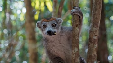 Rejser til Madagaskar